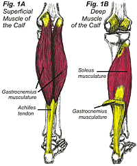 Achilles Tendon Muscle