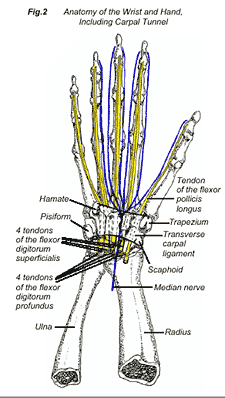 carpal2