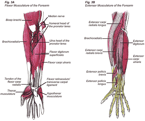 carpal3