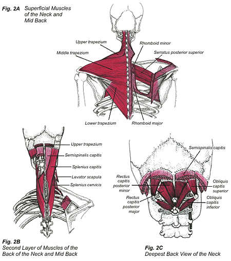 neck