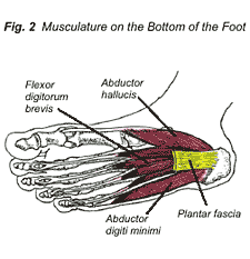 plantar2