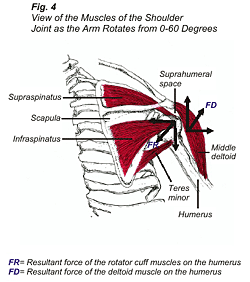 shoulder4